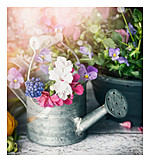   Flowers, Spring, Watering Can