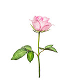   Rose