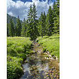   Stream, Meadow, Forest