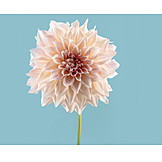   Blume, Blüte, Dahlia