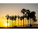   Sunset, Palm, Venice Beach