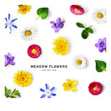   Wiesenblumen, Meadow Flowers
