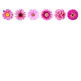   Blumen, Blüte, Pink