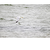   Sea, Flight, Herring Gull