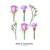   Rose, Carnation