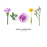   Rose, Carnation